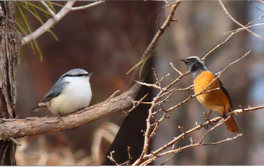 開田高原の早朝！野鳥観察会