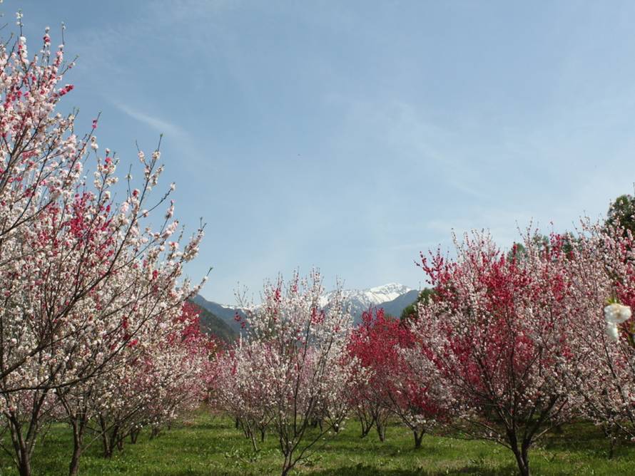 【お花見情報】木曽駒森林公園の花桃