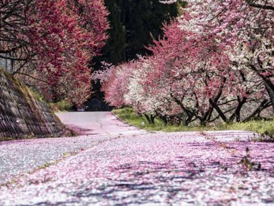 【お花見情報】阿智村　花桃の里