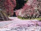 【お花見情報】阿智村　花桃の里